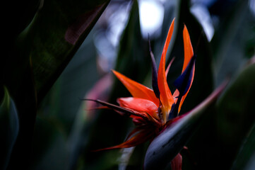 Beautiful Strelitzia reginae flower.
