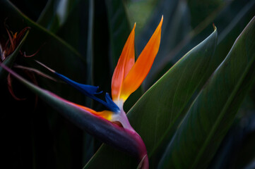 Beautiful Strelitzia reginae flower.