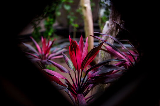 Beautiful Tacitus bellus flower.