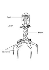 Vector illustration of a bacteriophage with the designation of parts of the microorganism.Black and white traditional illustration for biology book, Illustration for medical books, booklets, brochures