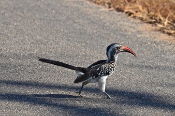 Why did the hornbill cross the road?