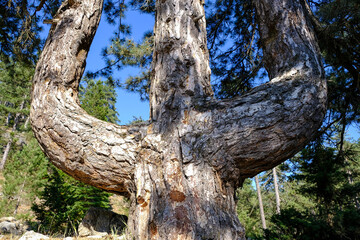 Three forked monument pine tree. Big and oldest pine.