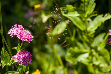 Alpine wild flowers close-up, sunlight and daytime, nature background. Blooming flowers.