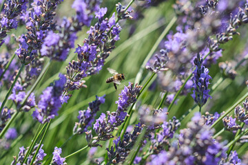 lavender plants with bee