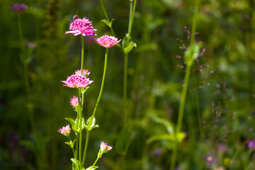 Alpine wild flowers close-up, sunlight and daytime, nature background. Blooming flowers.