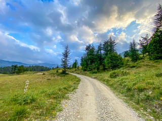 Fototapeta na wymiar dirt road to the forest on a cloudy day