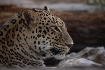Close up facial portrait of an adult Asian leopard