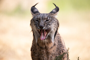 Face portrait of a iberian lynx yawning