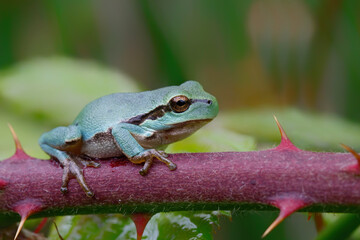 European Tree Frog (Hyla arborea) sitting on a Bramble (Rubus sp.) bush in the forest in Noord Brabant in the Netherlands
