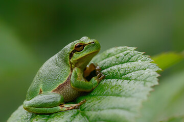 European Tree Frog (Hyla arborea) sitting on a Bramble (Rubus sp.) bush in the forest in Noord Brabant in the Netherlands