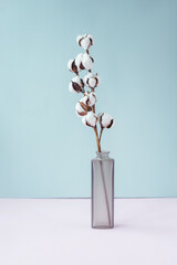 Cotton branch in glass vase on pink and blue background Delicate white cotton flowers. Front view,...