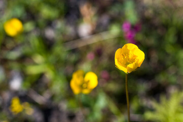 Obraz premium Alpine wild flowers close-up, sunlight and daytime, nature background. Blooming flowers.