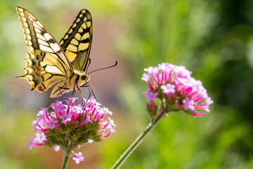 Papillon Machaon