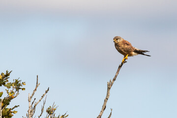Faucon crécerelle