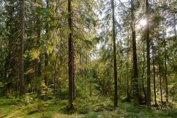 Fototapeta na wymiar Spruce forest bathed in the rays of the setting summer sun