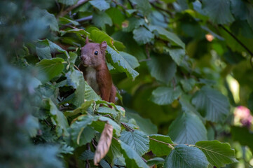Eichhörnchen im Haselnuss-Strauch