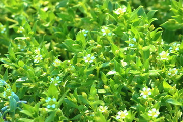 Obraz premium sea flowers on the sand