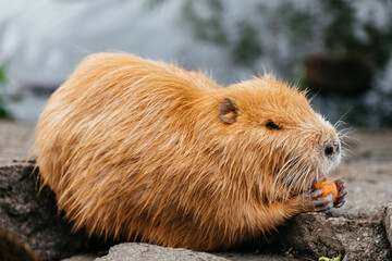 Nutria eat vegetables