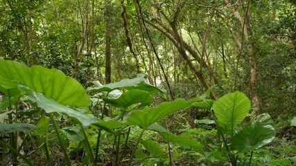 Green plants in jungle. Various tropical green plants growing in woods on sunny day in nature. Magical scenery of rainforest. Wild vegetation, monsteras and lianas deep in tropical forest drone view