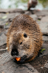 Nutria eat vegetables