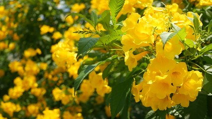 Beautiful yellow flowers in bunches on the branches of a bush. Natural floral background. Spring mood, sunny and bright contrast of colors, tropical exotic plants with green leaves from paradise.