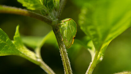 unique grasshopper among lush mint, summer day