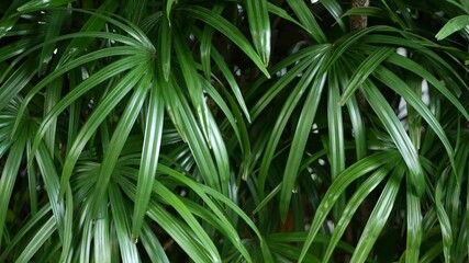Blurred close up, bright juicy exotic tropical jungle leaves texture backdrop, copyspace. Lush foliage in garden. Abstract natural dark green vegetation background pattern, wild summer rain forest.