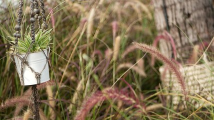 Plant in pot hanging among tall grass. Scenic view of garden part with flower in decorated retro pot hanging among high green grass. Spikelets in a vintage yard. Modern stylish background with macrame