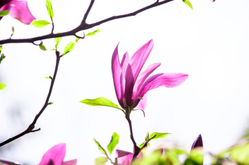 Beautiful pink Magnolia flower.