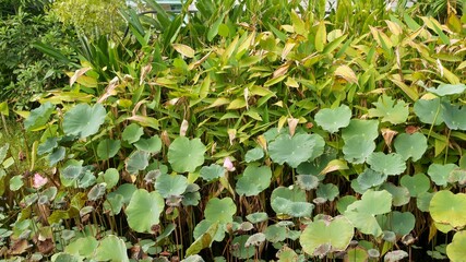 From above green yellow lotus leaves on tall stem and seeds in gloomy water. Lake, pond or swamp. Buddist symbol. Exotic tropical leaves texture. Abstract natural dark vegetation background pattern.