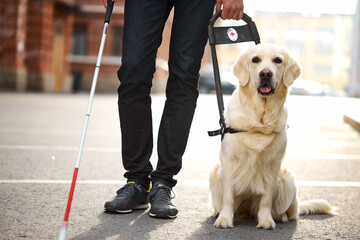 unrecognizable blind man with helpful dog guide, man walk holding cane for disabled people, he is assisted by dog, cross streets together