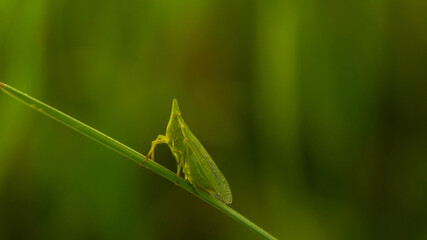 unique grasshopper among lush grass in the meadow