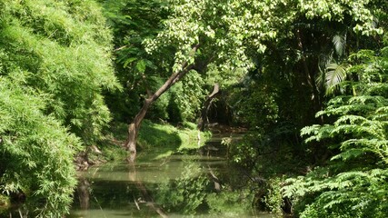 Calm pond in green park. Green trees growing on shores of peaceful lake with muddy water on sunny summer day in park in Asia