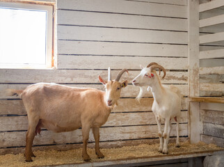 Two hand-held adult goats in a barn on the farm. 