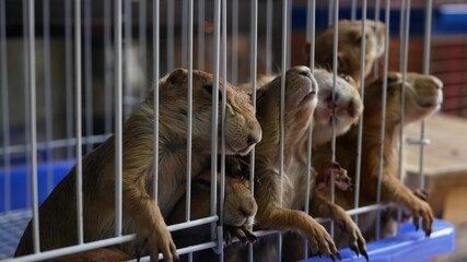 Unhappy cute prairie dog cub suffering, cage on market. Pets for sale. Depressed groundhog asking for food. Funny paws looking for help. Animals standing behind bars. Caged hog family with sad eyes.