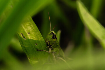 grasshopper among lush grass in the meadow