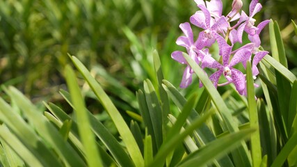 Blurred macro close up, colorful tropical orchid flower in spring garden, tender petals among sunny lush foliage. Abstract natural exotic background with copy space. Floral blossom and leaves pattern