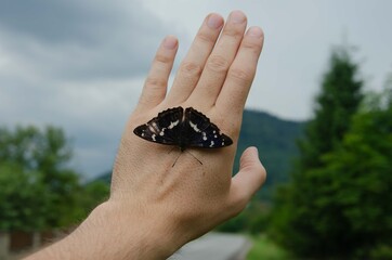 Butterfly sitting on his arm. Black butterfly hand. Butterfly freedom background.