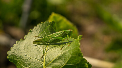 large locust sitting on a green horseradish leaf