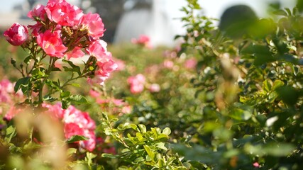 English roses garden. Rosarium Floral background. Tender flowers Blooming, honey bee collects pollen. Close-up of rosary flower bed. Flowering bush, selective focus with insects and delicate petals.