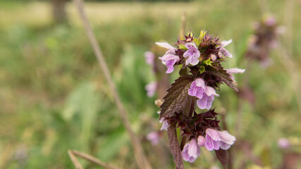 incredibly beautiful little pink flowers, summer day
