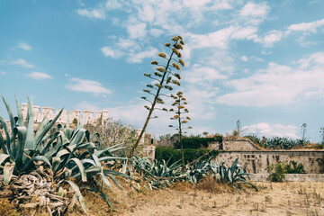 Tall agave and overgrown young bushes by an old brick overgrown building on dry ground against a blue sky with clouds.