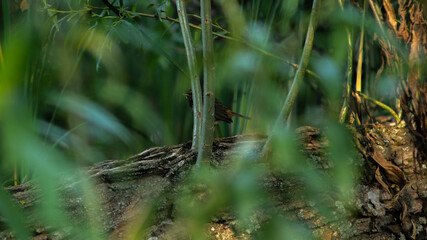 Small bird among the branches in the wild, summer