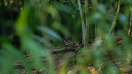 Small bird among the branches in the wild, summer
