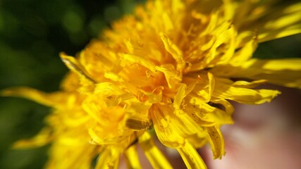 flower petals macro color yellow