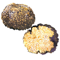 Whole and half black truffle mushroom, tuber uncinatum, isolated, hand drawn watercolor illustration on white background