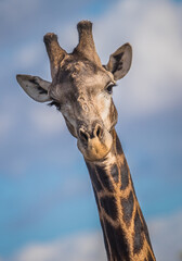 Portrait einer männlichen Giraffe (giraffa camelopardis), die von oben in das Safari-Auto hineinschaut