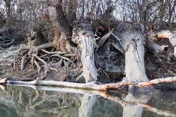 A poplar tree with bare (exposed) roots on the banks of the winter river