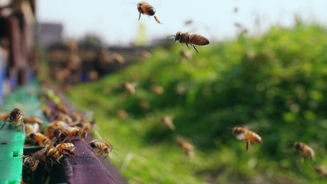 Slow motion close up of big swarm of honey bees flying around bee hive outdoor in the apiary at spring field  