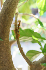 Oecophylla smaragdina or weaver orange Asian ant